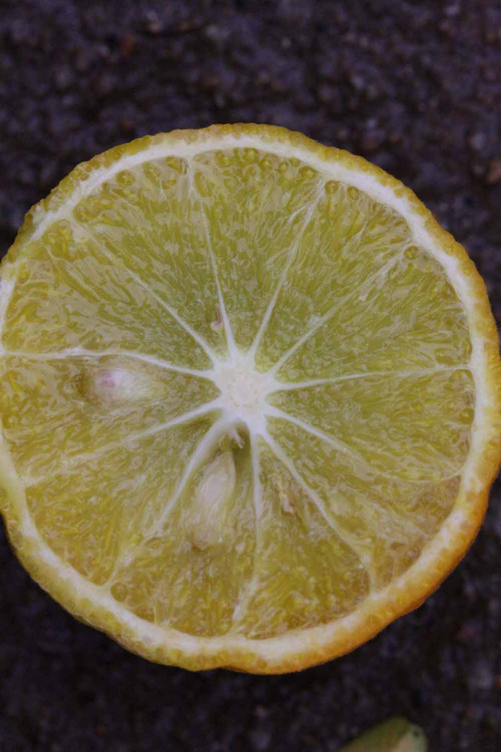              Fruit cross-section (Riverside, CA)       